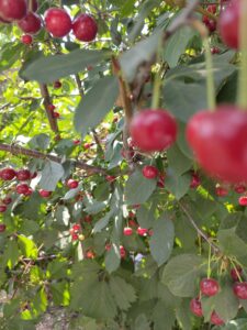 Kirschen im Baum