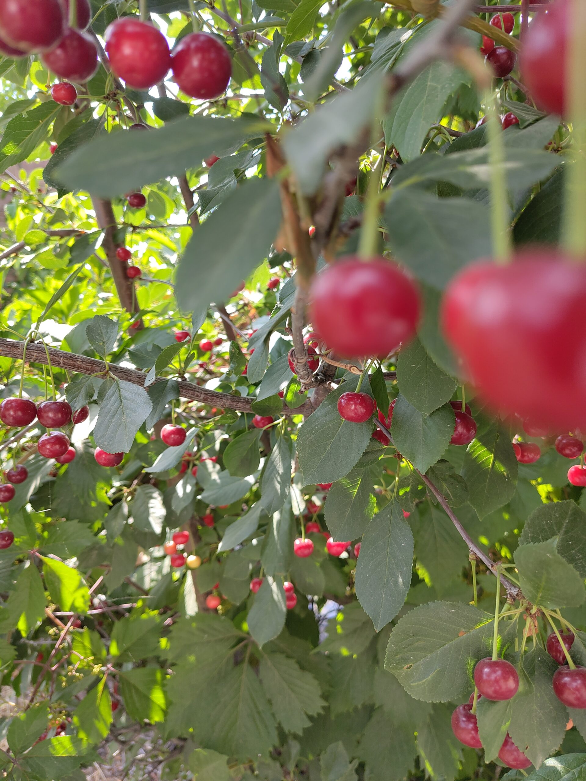 Kirschen im Baum